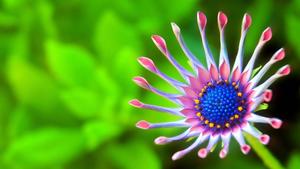 Windows 11 4K Flower windows 11 4k wallpaper