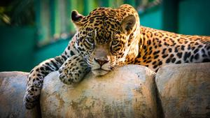 Windows 11 4K Jaguar windows 11 4k wallpaper