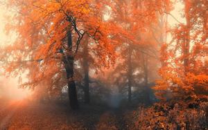 Windows 11 4K Misty Autumn windows 11 4k wallpaper