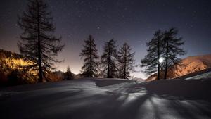 Windows 11 4K Tree Shadows windows 11 4k wallpaper