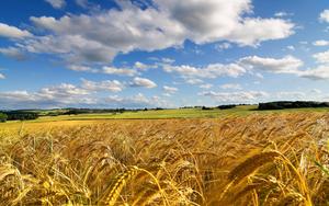 Windows 11 4K Wheat Field windows 11 4k wallpaper