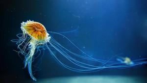 Windows 11 Jellyfish windows 11 wallpaper