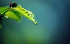 Windows 11 Leaf Dew windows 11 wallpaper