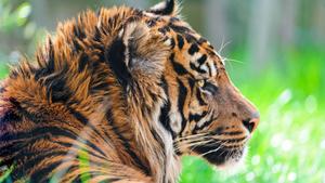 Windows 11 Tiger windows 11 wallpaper