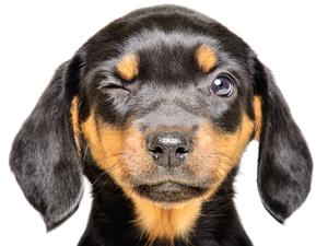 Winking Puppy Picture puppy wallpaper