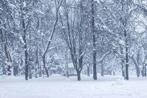 Winter Barren Trees Picture winter wallpaper