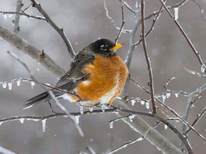 Winter Bird Picture winter wallpaper