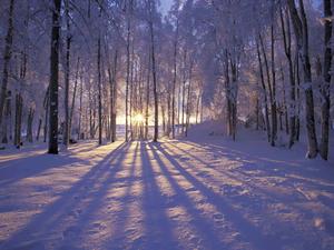 Winter Forest Picture winter wallpaper