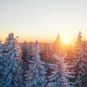 Winter Forest Sun Picture winter wallpaper