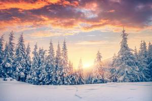 Winter Forest Sunset Picture winter wallpaper
