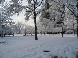 Winter Frozen Tree Branches Picture winter wallpaper