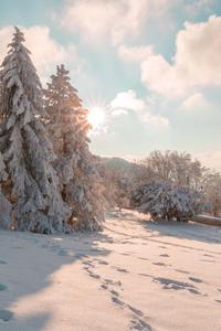 Winter Frozen Trees Picture winter wallpaper