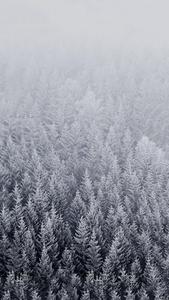 Winter iPhone Pine Trees Misty View winter iphone wallpaper