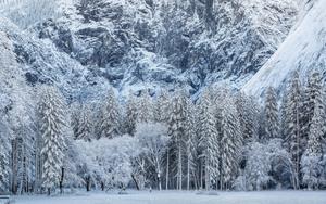 Winter Mountain Trees Picture winter wallpaper