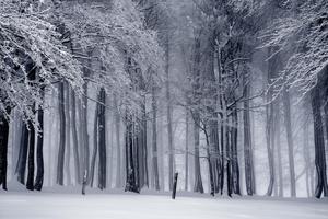 Winter pictures winter wallpaper