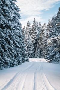 Winter pictures winter wallpaper