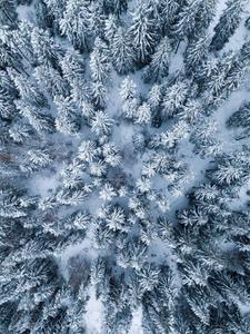 Winter Pine Trees iPad Display ipad wallpaper