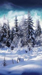 Winter Pine Trees Phone winter wallpaper