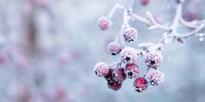 Winter Red Berries Picture winter wallpaper