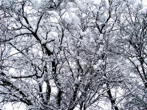 Winter Snow Covered Trees winter wallpaper