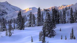 Winter Trees Landscape winter wallpaper