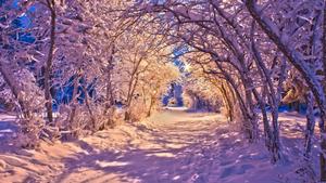Winter Tunnel Of Trees winter wallpaper