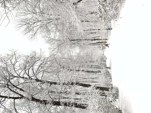 Winter White Forest Picture winter wallpaper