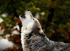 Witness The Majestic Presence Of A Wolf wolf wallpaper