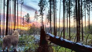 Wolf In Forest During Sunset wolf wallpaper