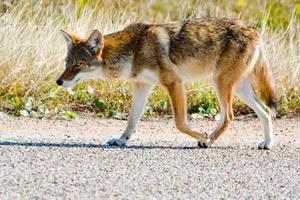 Wolf in Nature wolf wallpaper