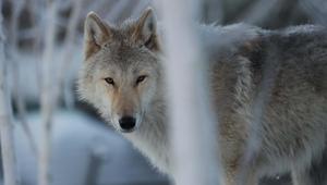 Wolf Standing Against the Elements wolf wallpaper