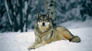Wolf Standing on Pristine Snow wolf wallpaper