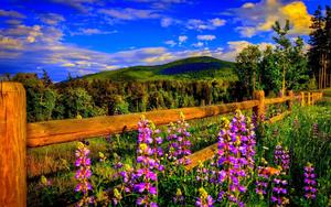 Wooden Fence With Purple Flowers Landscape Picture landscape wallpaper