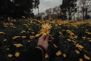 Yellow Daisy Field PFP Aesthetic Background pfp aesthetic wallpaper