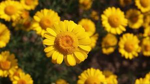Yellow Daisy Flowers Laptop laptop wallpaper