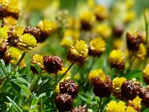 Yellow Flower Buds flower wallpaper