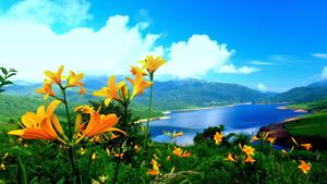 Yellow Flower Nature nature wallpaper