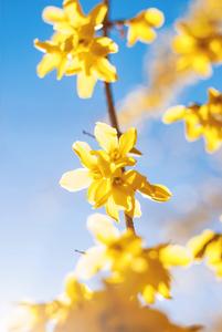 Yellow Flowers In Spring spring wallpaper