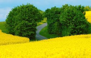 Yellow Grass Field And Trees Landscape Picture landscape wallpaper