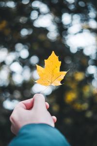 Yellow Maple Leaf Iphone Live iphone live wallpaper