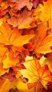 Yellow Maple Leaves Fall IPhone fall iphone wallpaper