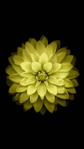Yellow Minimalist Flower Mobile flower mobile wallpaper
