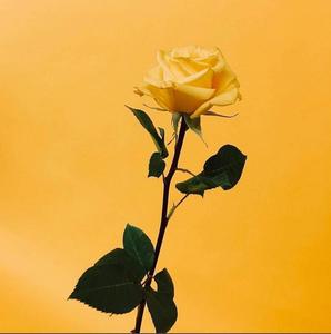 Yellow Rose Instagram PFP instagram pfp wallpaper