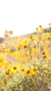 Yellow Spring Flowers spring wallpaper