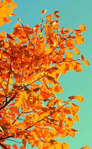 Yellow Tree And Sky Fall IPhone fall iphone wallpaper