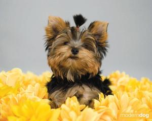 Yorkshire Terrier On Yellow Flowers puppy wallpaper
