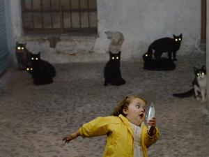 Young Girl And Cats Funny Meme funny meme wallpaper