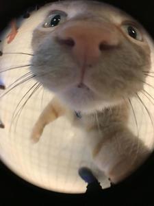 Zoomed Nose Cute Cat PFP cute cat pfp wallpaper