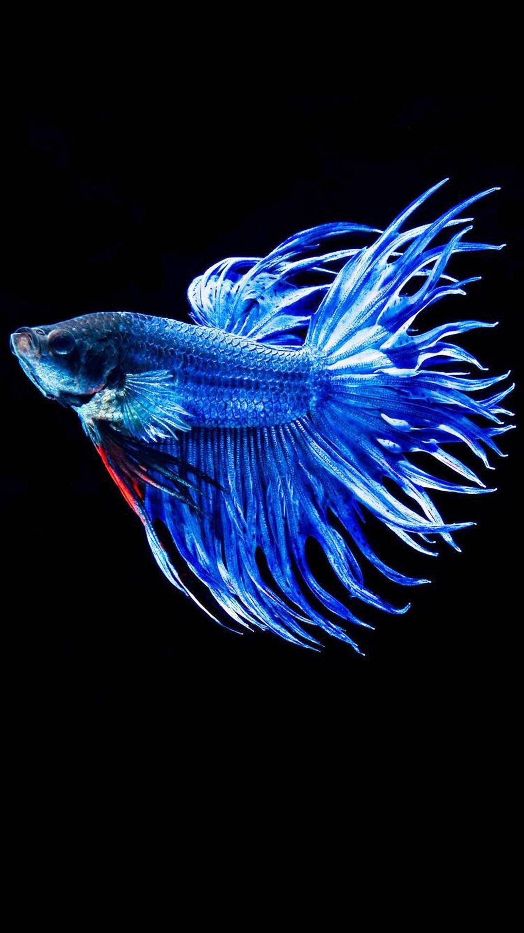 3d Iphone Siamese Fighting Fish — 1080x1920 wallpaper
