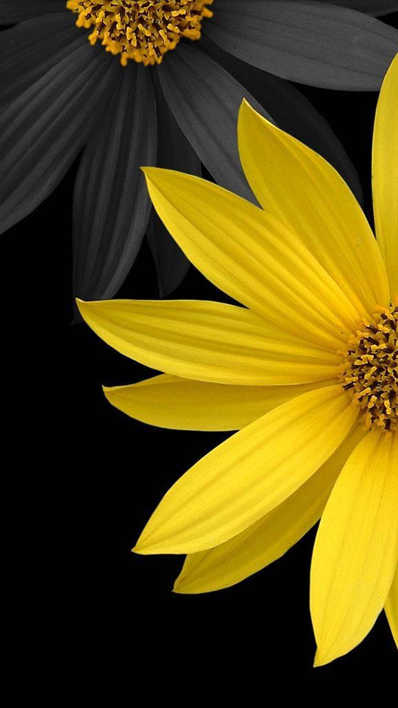 3D Phone Black And Yellow Sunflowers — 577x1024 wallpaper
